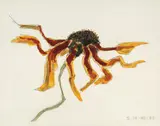Floarea-soarelui by Ion Alin Gheorghiu, 1977, acuarelă şi creion pe carton, sold Nov 2016