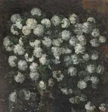 Octav Băncilă, Boule-de-neige