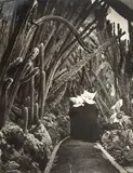 Brassaï, (Gyula Halász), Jardin Exotique du Monaco