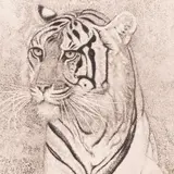 Eduard Wiiralt, Tiiger, 1937, Akvatinta