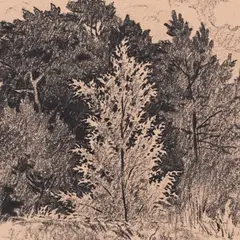 Günther Reindorff, Üksik puu metsa taustal, 1967, Grafiit, paber