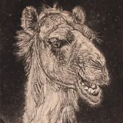 Eduard Wiiralt, Kaameli pea, 1938 - 1950, Pehmelakk, akvatinta