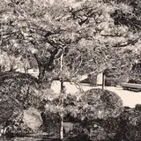 Illimar Paul, Park (Kyoto), 1978 - 1979, Tušš, paber