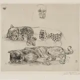 Eduard Wiiralt, Puuma ja panter, 1937, Ofort, kuivnõel