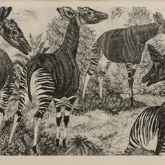Eduard Wiiralt, Okaapid, 1949, Akvatinta