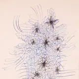 Ülo Sooster, Abstraktne, 1960, Tint, tušš, paber