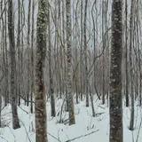 Jane Remm, Eesti mets. Jaanuar/Estonian Forest. January, 2016, õli, lõuend