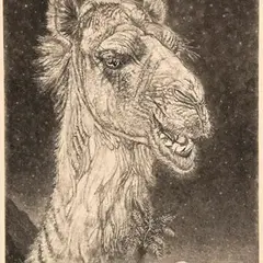 Eduard Wiiralt, Kaameli pea, 1938, Ofort