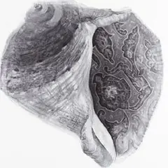 Jarõna Ilo, Mälukarp II, 2007, süsi, paber