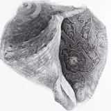 Jarõna Ilo, Mälukarp II, 2007, süsi, paber