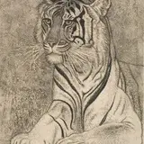Eduard Wiiralt, Tiiger, 1937, akvatinta
