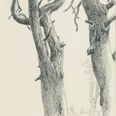 Günther Reindorff, Vanad kuivanud männid, 1967, must tint