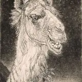 Eduard Wiiralt, Kaameli pea, 1938, Ofort