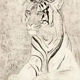 Eduard Wiiralt, Tiiger, 1937, akvatinta