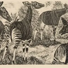 Eduard Wiiralt, Okaapid, 1949, Akvatinta