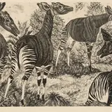 Eduard Wiiralt, Okaapid, 1949, Akvatinta