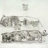 Eduard Wiiralt, Puuma ja panter, 1937, Ofort, kuivnõel