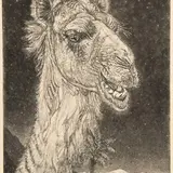 Eduard Wiiralt, Kaameli pea, 1938, Ofort