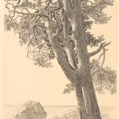 Günther Reindorff, Rannamänd, 1958, Pliiats, paber