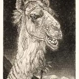 Eduard Wiiralt, Kaameli pea, 1938, Ofort