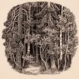 Günther Reindorff, Lõppvinjett, 1953, Tušš, paber