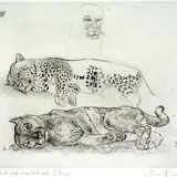 Eduard Wiiralt, Puuma ja panter, 1937, Ofort, kuivnõel