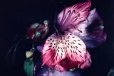 Nobuyoshi Araki, Untitled