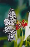 Paper Kite Butterfly on Oleander by Damien Hirst, 2011, Inkjet print on wove paper, offered May 2015