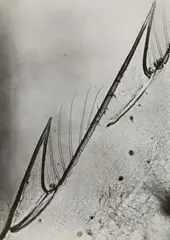 Eli Lotar, Rostre sur le nez de la crevette, 1929, Vintage ferrotyped gelatin silver print