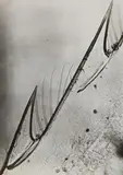 Eli Lotar, Rostre sur le nez de la crevette, 1929, Vintage ferrotyped gelatin silver print