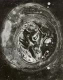 Toni Schneiders, Unheimliches Nest [An eerie nest]