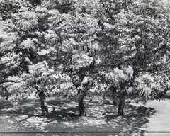 Otto Steinert, Die Bäume vor meinem Fenster 2 [The trees outside my window 2], 1956, Vintage ferrotyped gelatin silver print