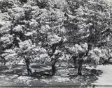 Otto Steinert, Die Bäume vor meinem Fenster 2 [The trees outside my window 2], 1956, Vintage ferrotyped gelatin silver print