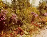 Giverny, France by Stephen Shore, 1978, Chromogenic contact print on Kodak paper, offered May 2015
