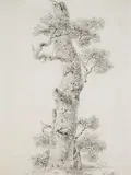 Balthasar Anton Dunker, Study of a Tree, Pencil on paper