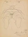 Dieter Roth, Untitled, 1977, Pencil on paper