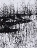 Peter Keetman, Schilf (Reed)