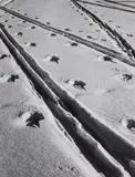 Siegfried Lauterwasser, Untitled (Tracks in the snow), 1950s, Vintage ferrotyped gelatin silver print on Agfa-Brovira paper