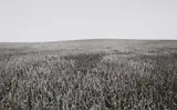 Heinrich Riebesehl, Sehlde (Wolfenbuttel). Schladen (Wolfenbuttel)(from the series: Agrarlandschaften)