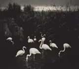 Pentti Sammallahti, Mount Etjo, Namibia