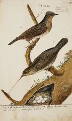Johann Muller, Five pairs of Birds with their Nests, Watercolour on paper. Each
