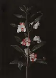 Barbara Regina Diezsch, A Butterfly on a Flowering Branch, Gouache on paper
