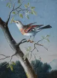 Barbara Regina Diezsch, A Brambling on a Branch A Goldfinch on a Branch, Gouache. Each