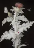 Barbara Regina Diezsch, A Thistle Branch with a Butterfly, Dragonfly, Ladybird and Spider, Gouache on paper