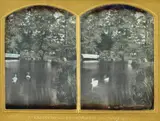 Wilhelm Schneider, Schwäne auf einem Teich (Swans on a Lake), c. 1860, Stereo daguerreotype hand-tinted. Visible mat opening