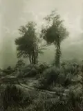 Léonard Misonne, Deux arbres en Campine, 1940, Vintage toned gelatin silver print