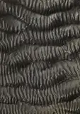 Alfred Ehrhardt, Grobe Längswellen mit feinen Querwellen (aus der Serie: Das Watt) (Heavy longitudinal and fine transverse waves [from the series: The Wadden Sea])