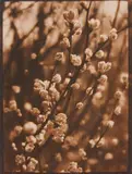 Josef Breitenbach, Untitled (Spring Twigs), 1930s, Vintage toned gelatin silver print on matte paper