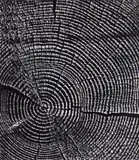 Toni Schneiders, Jahresringe (Annual Rings)