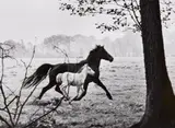 Peter Thomann, Stute mit Fohlen (Mare with Foal), 1963, Gelatin silver print, printed